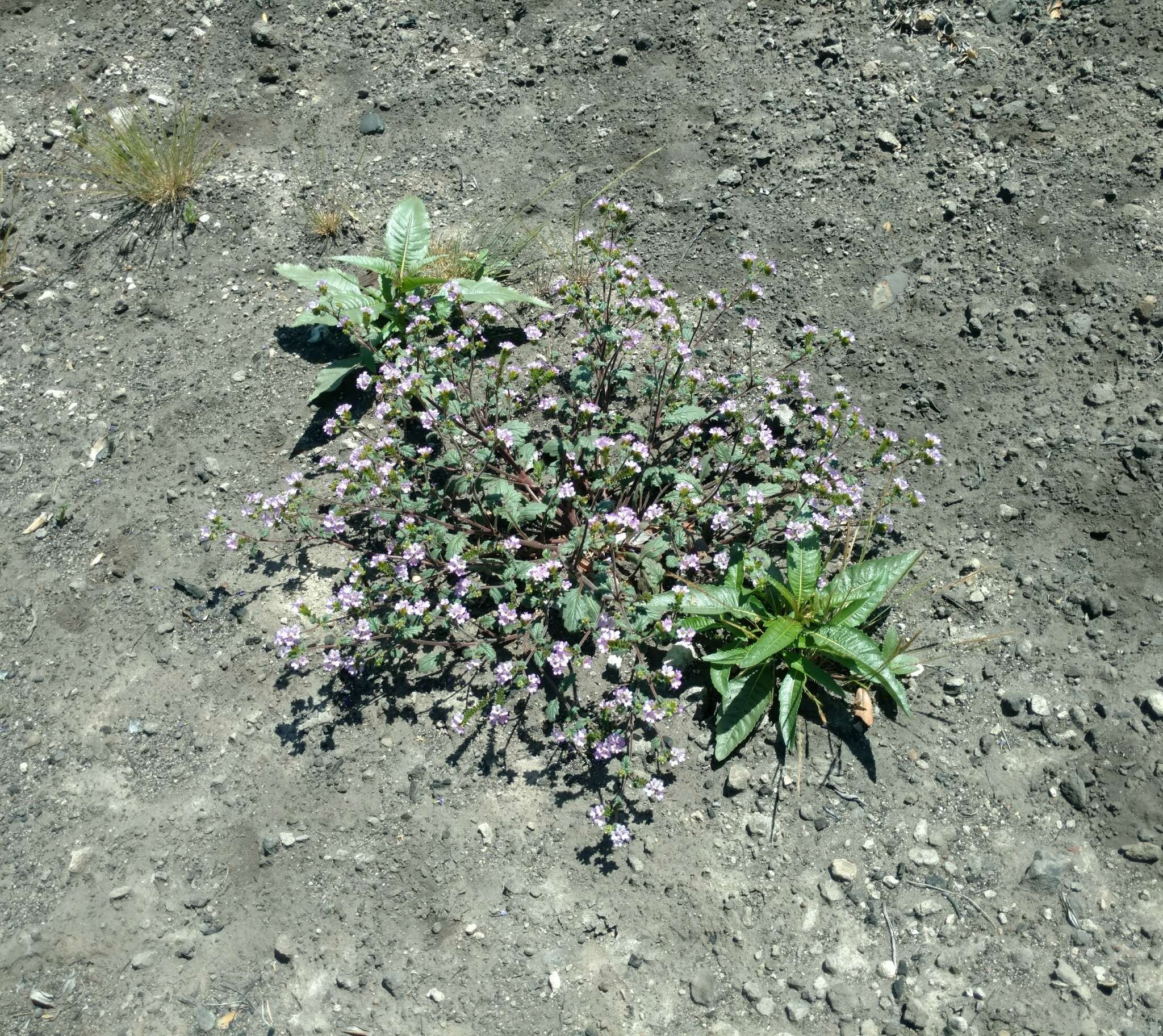 Image of sweetscented phacelia