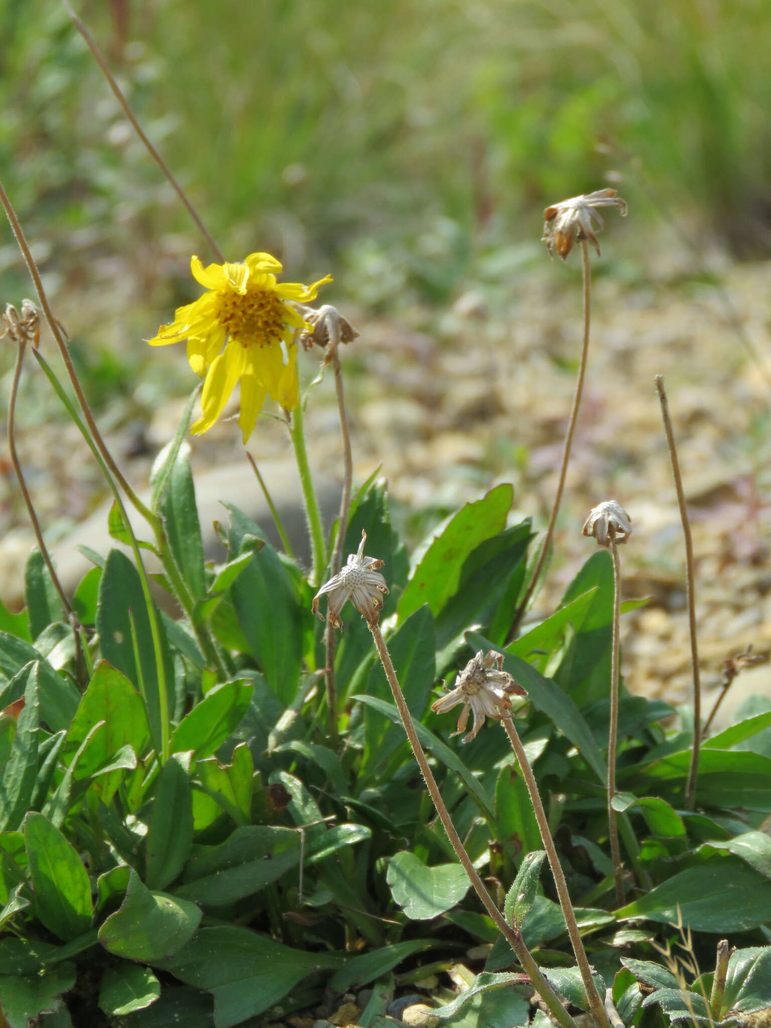 Image of nodding arnica