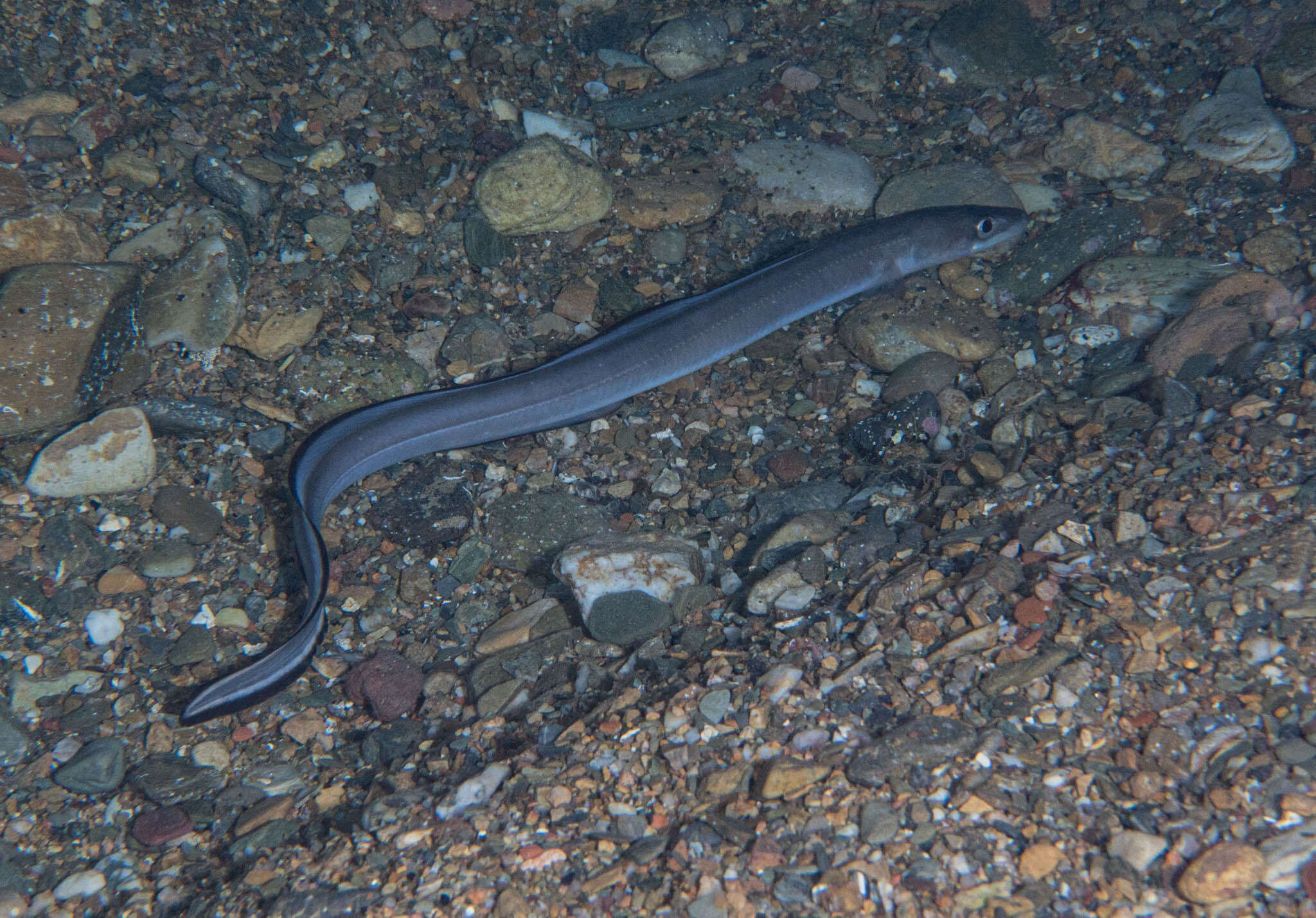 Image of Conger Eel