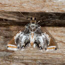 Imagem de Argyractoides leucogonialis Hampson 1906