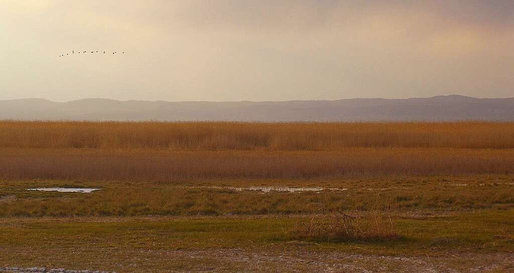 Image de Hibou des marais