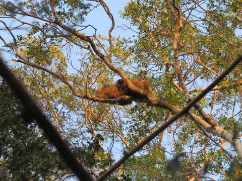 Image of Bennett's Brown Lemur