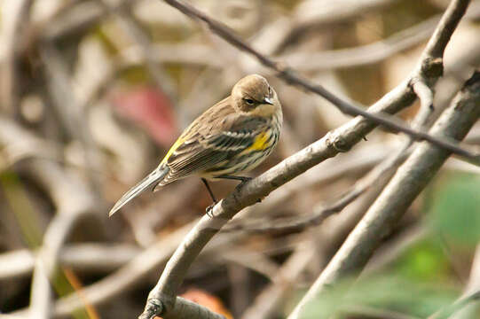 Image of Setophaga coronata coronata (Linnaeus 1766)