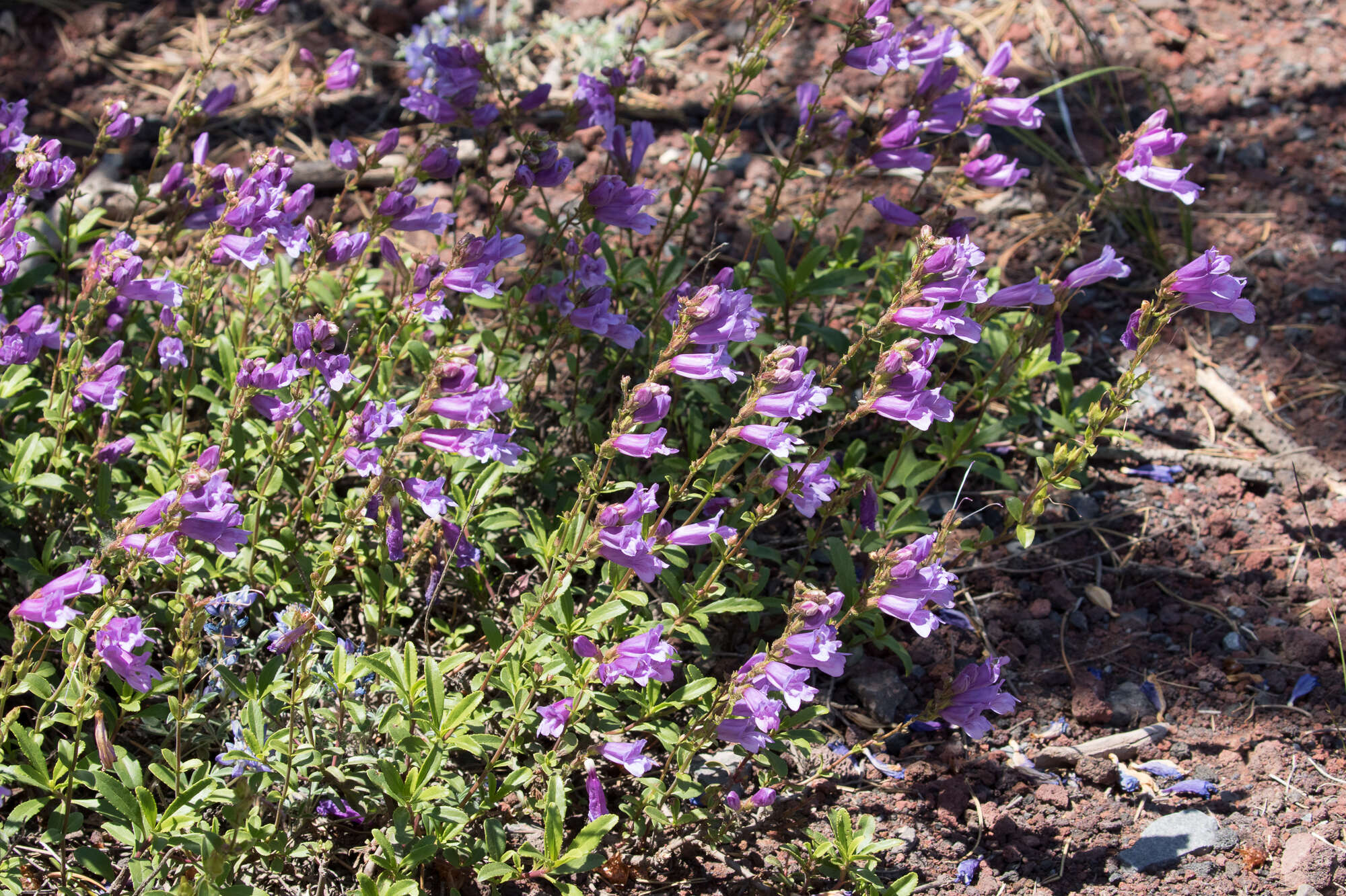 صورة Penstemon cardwellii Howell