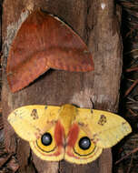 Image of Io Moth