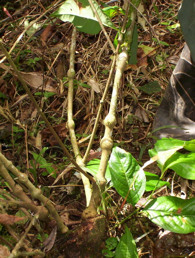 Image of ayahuasca