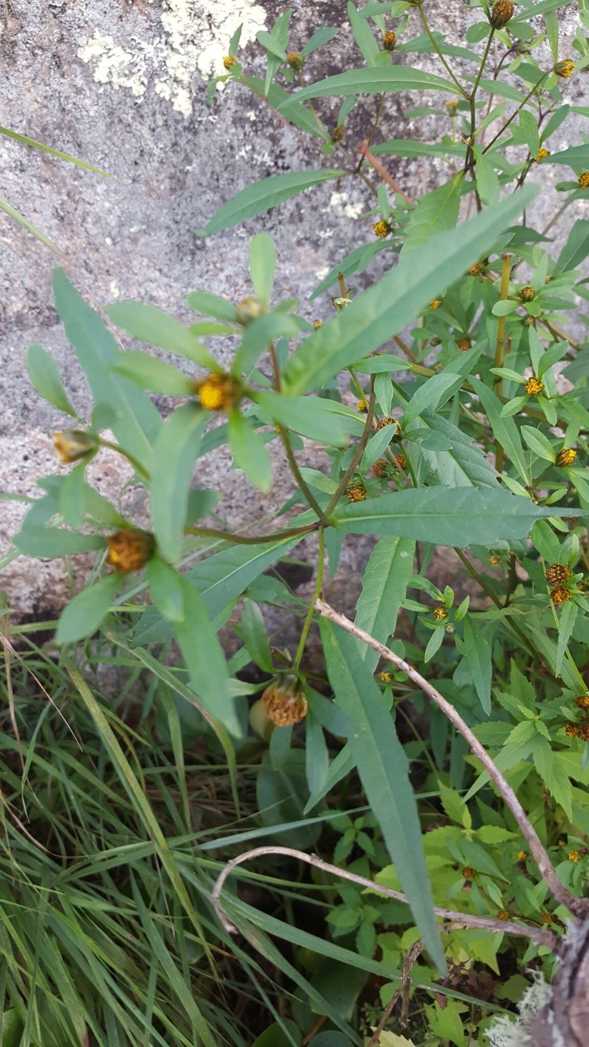 Image of purplestem beggarticks