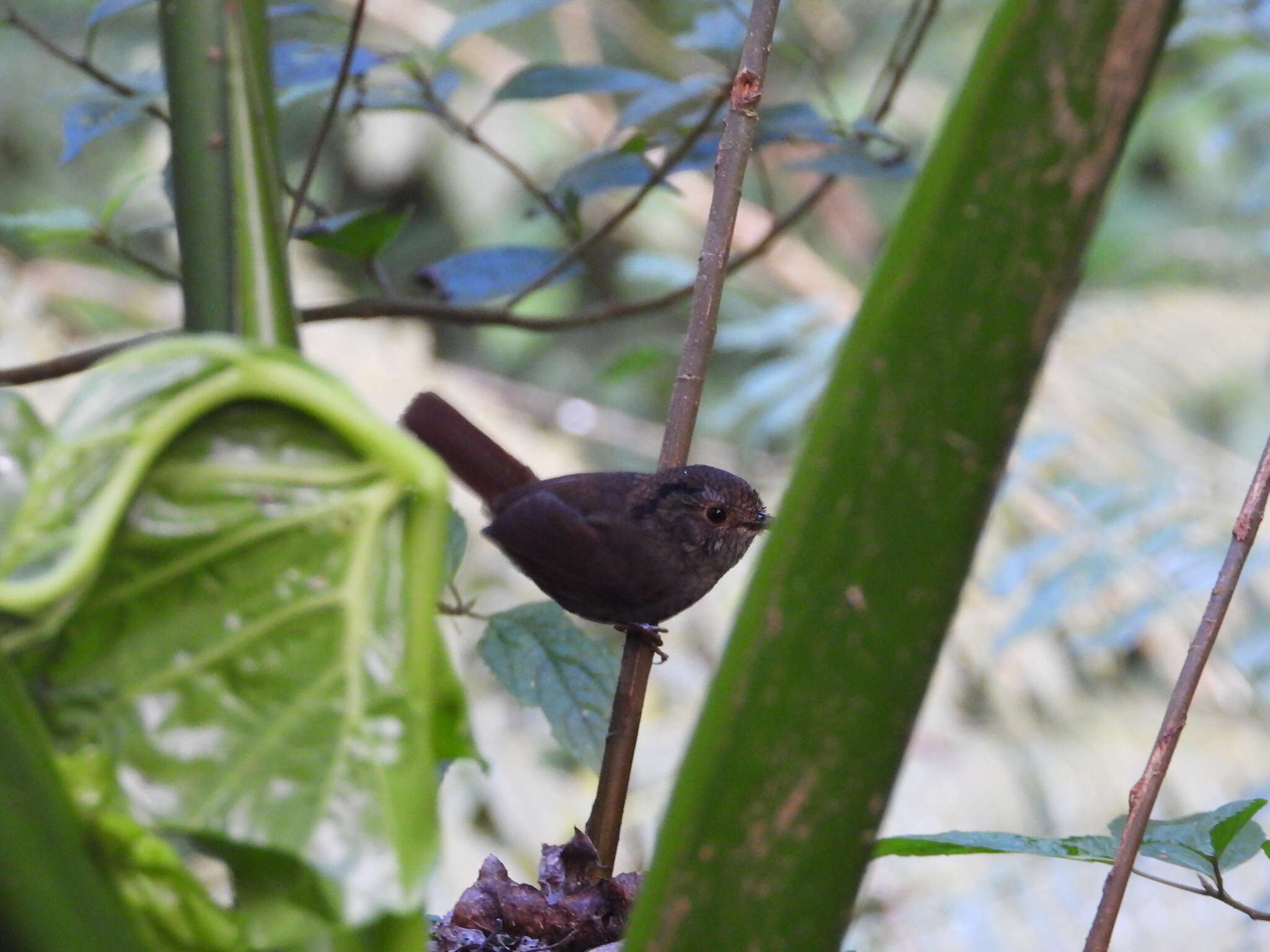 Image of Dusky Fulvetta