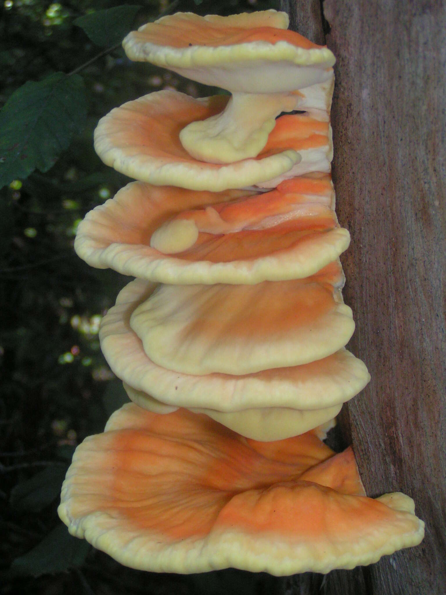 Image de Polypore soufré