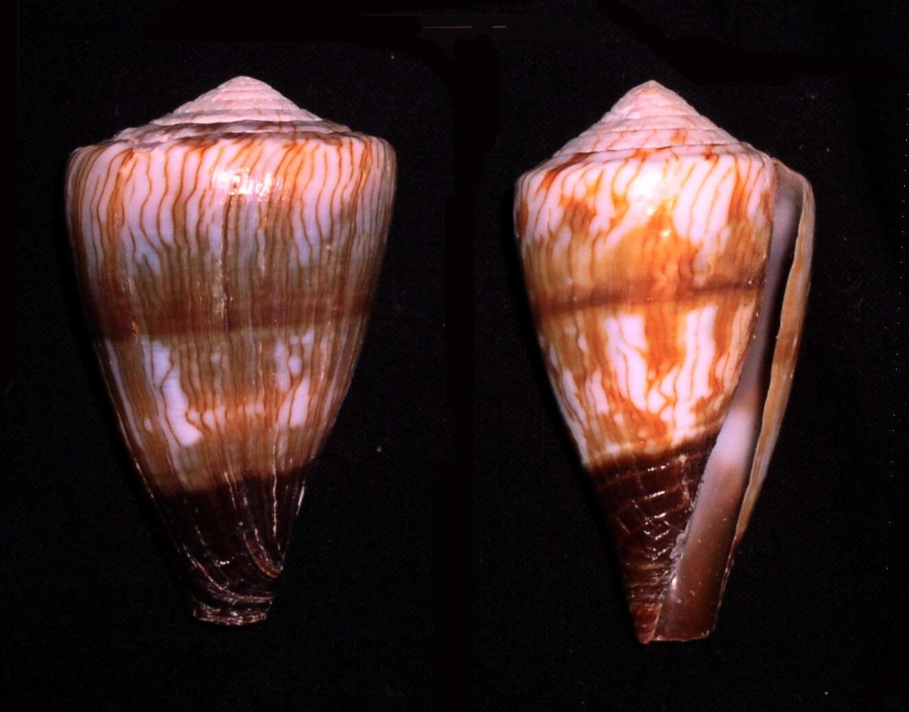 Image of soldier cone