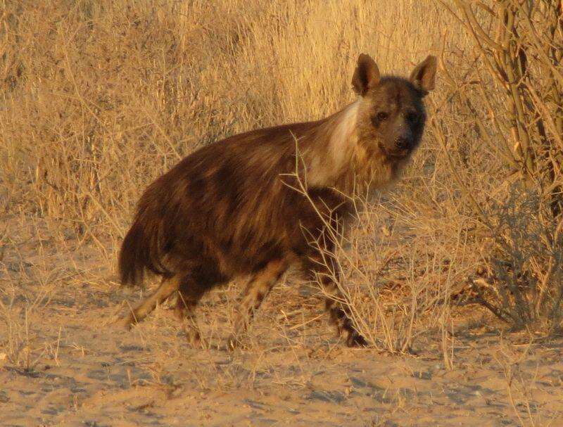 Image of Brown Hyena -- Brown Hyaena