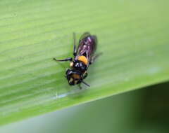 Image of Yellow-spotted Leioproctus