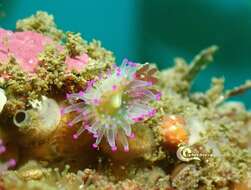 Image of Jewel anemone