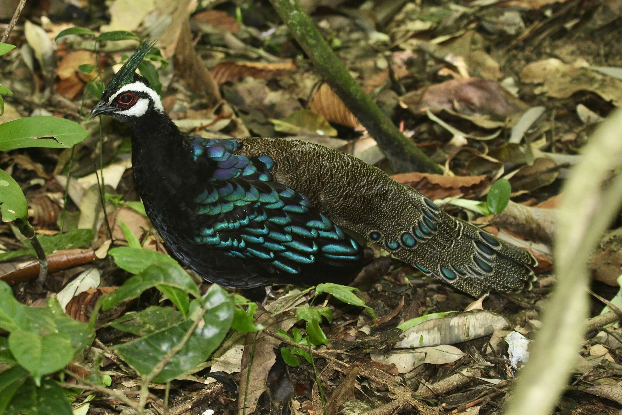 Image of Napoleon's Peacock-pheasant