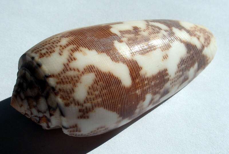 Image of Striated cone snail