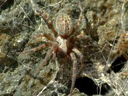 Image of Desid spider