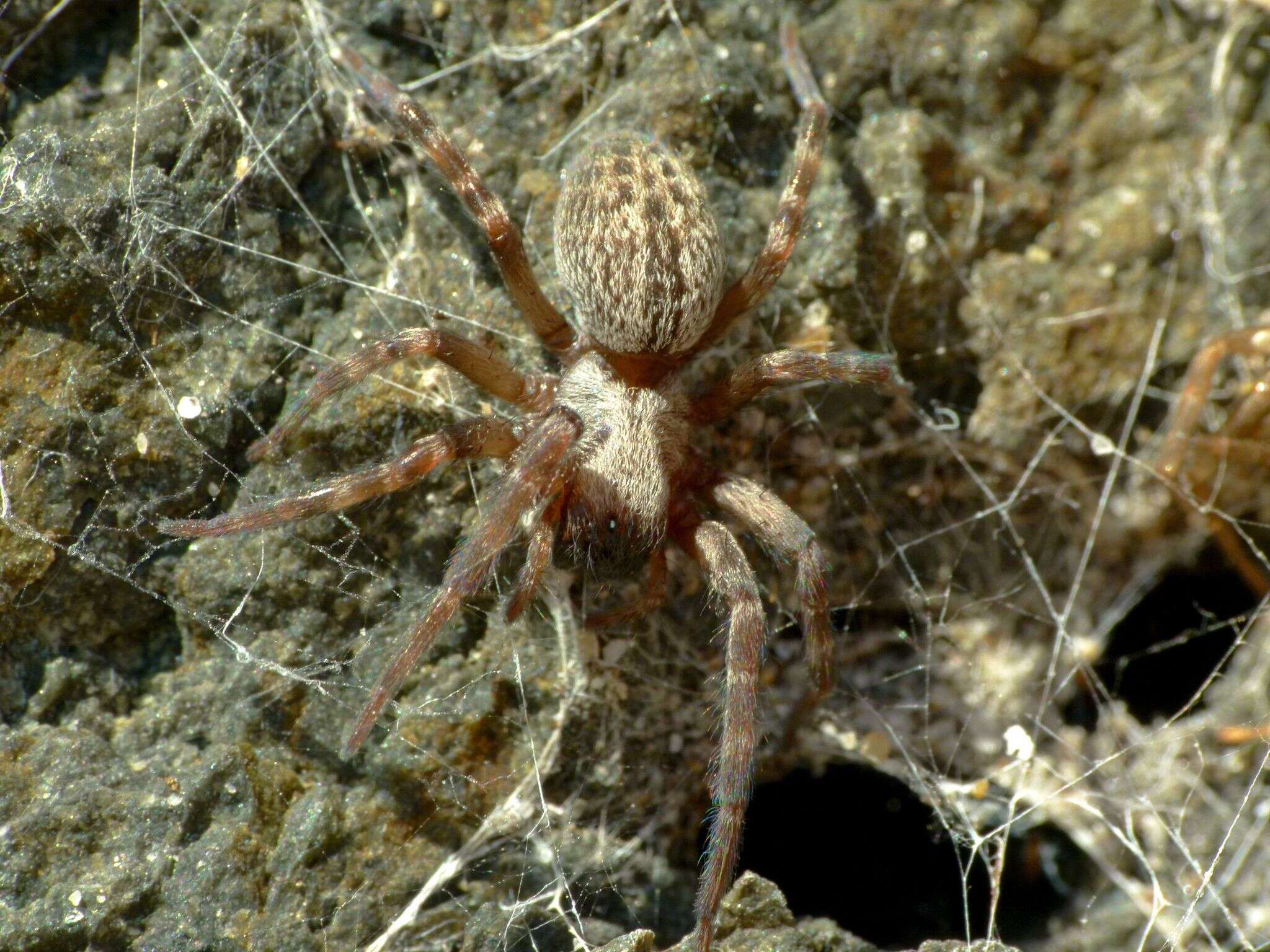 Image de Badumna longinqua (L. Koch 1867)