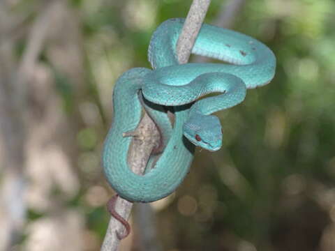 Image of White-lipped island pitviper