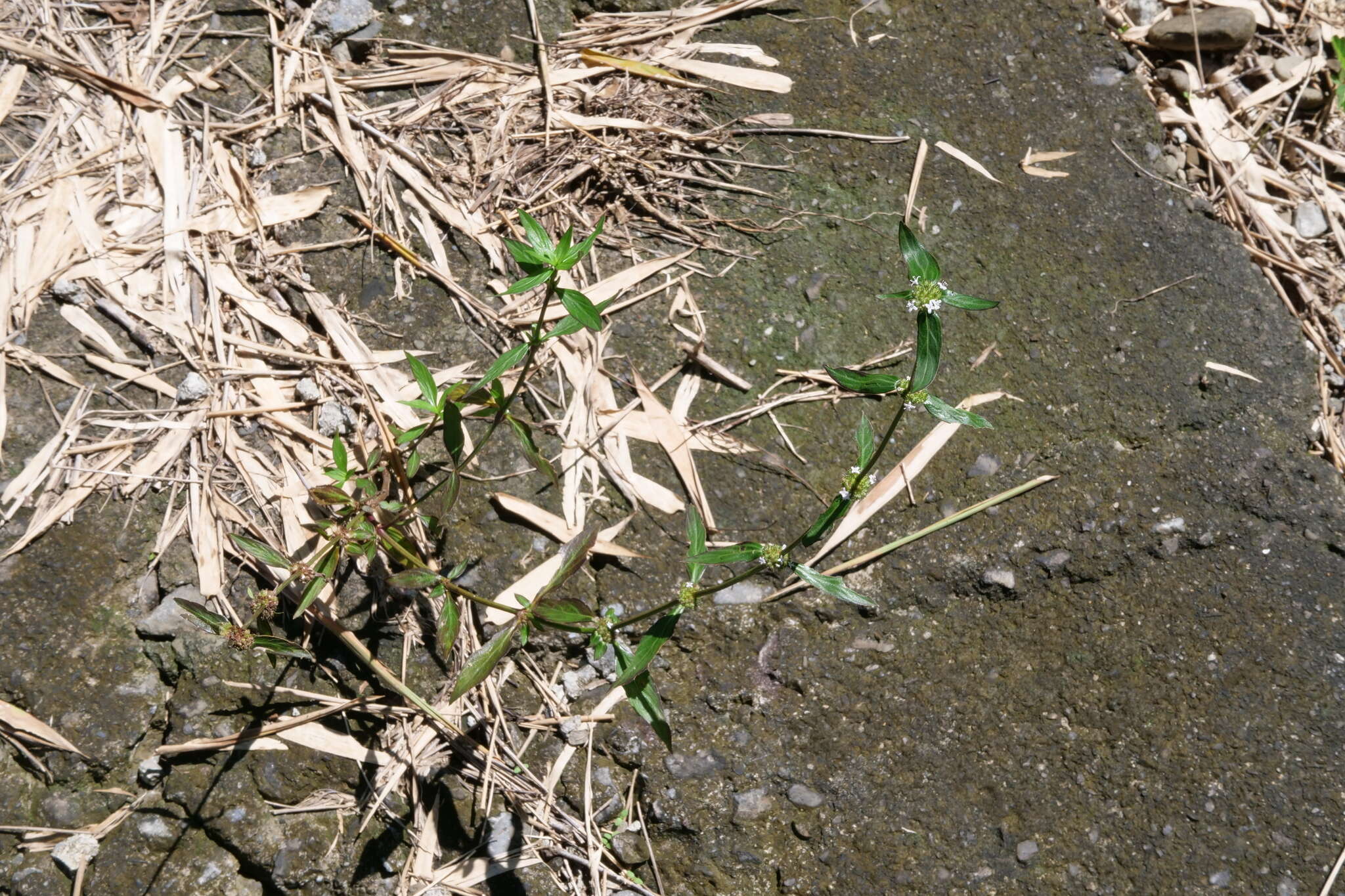 Image of Woodland False Buttonweed