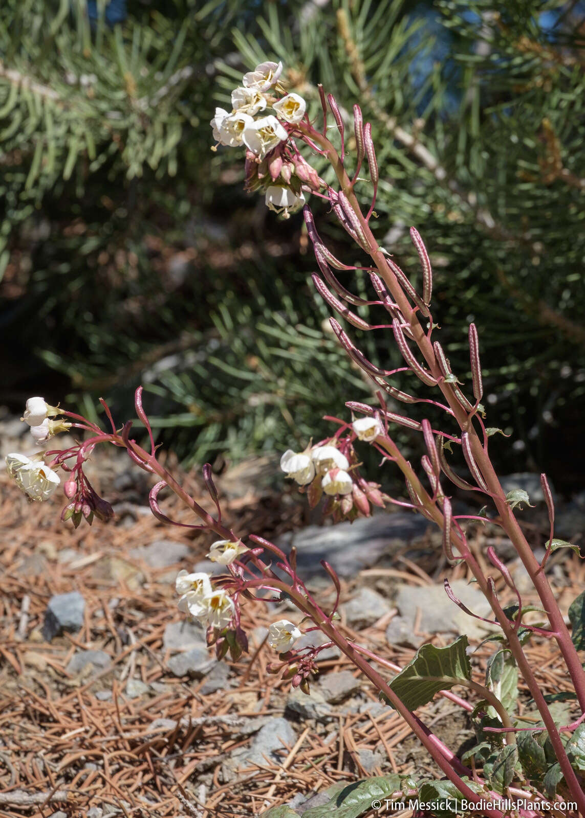 Imagem de Chylismia claviformis subsp. integrior (P. H. Raven) W. L. Wagner & Hoch