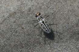 Image of Eastern Beach Tiger Beetle