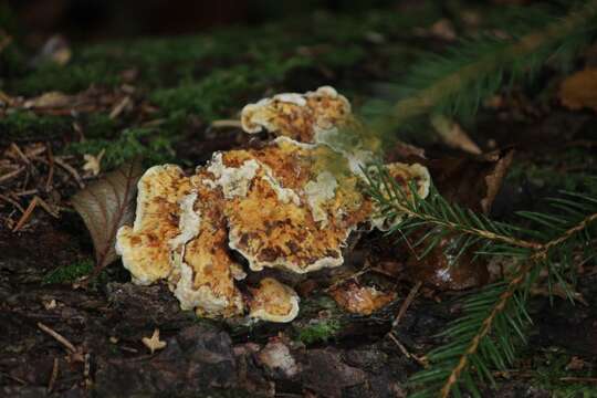 Inonotus leporinus (Fr.) Gilb. & Ryvarden 1993 resmi