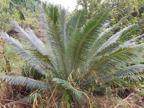 Image de Cycas pectinata Buch.-Ham.