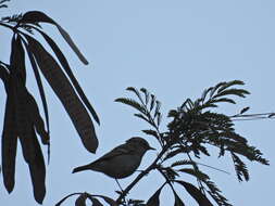 Image of Grey-legged Leaf-Warbler