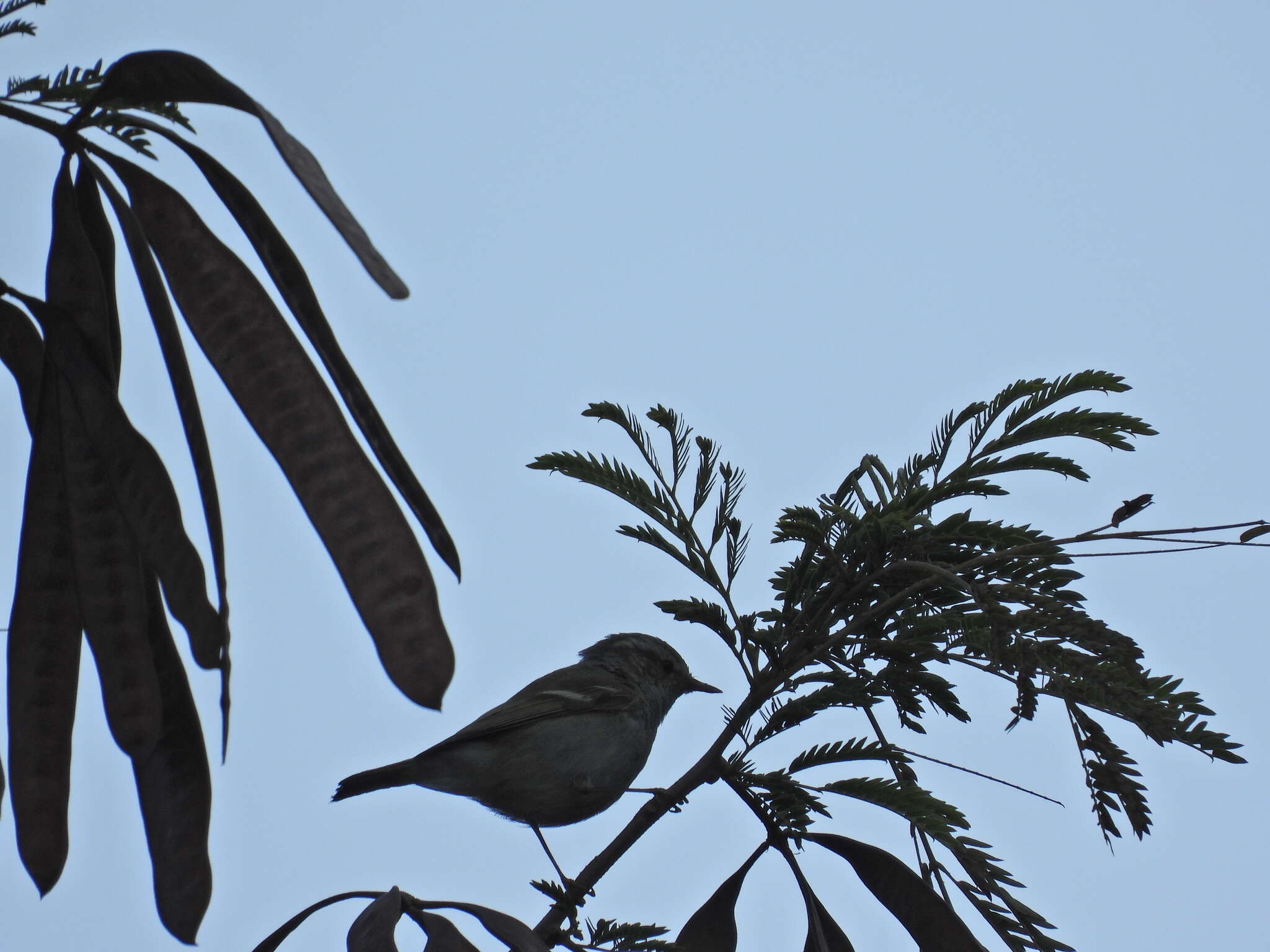 Image of Grey-legged Leaf-Warbler