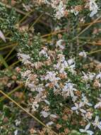 Image of clubmoss daisy-bush