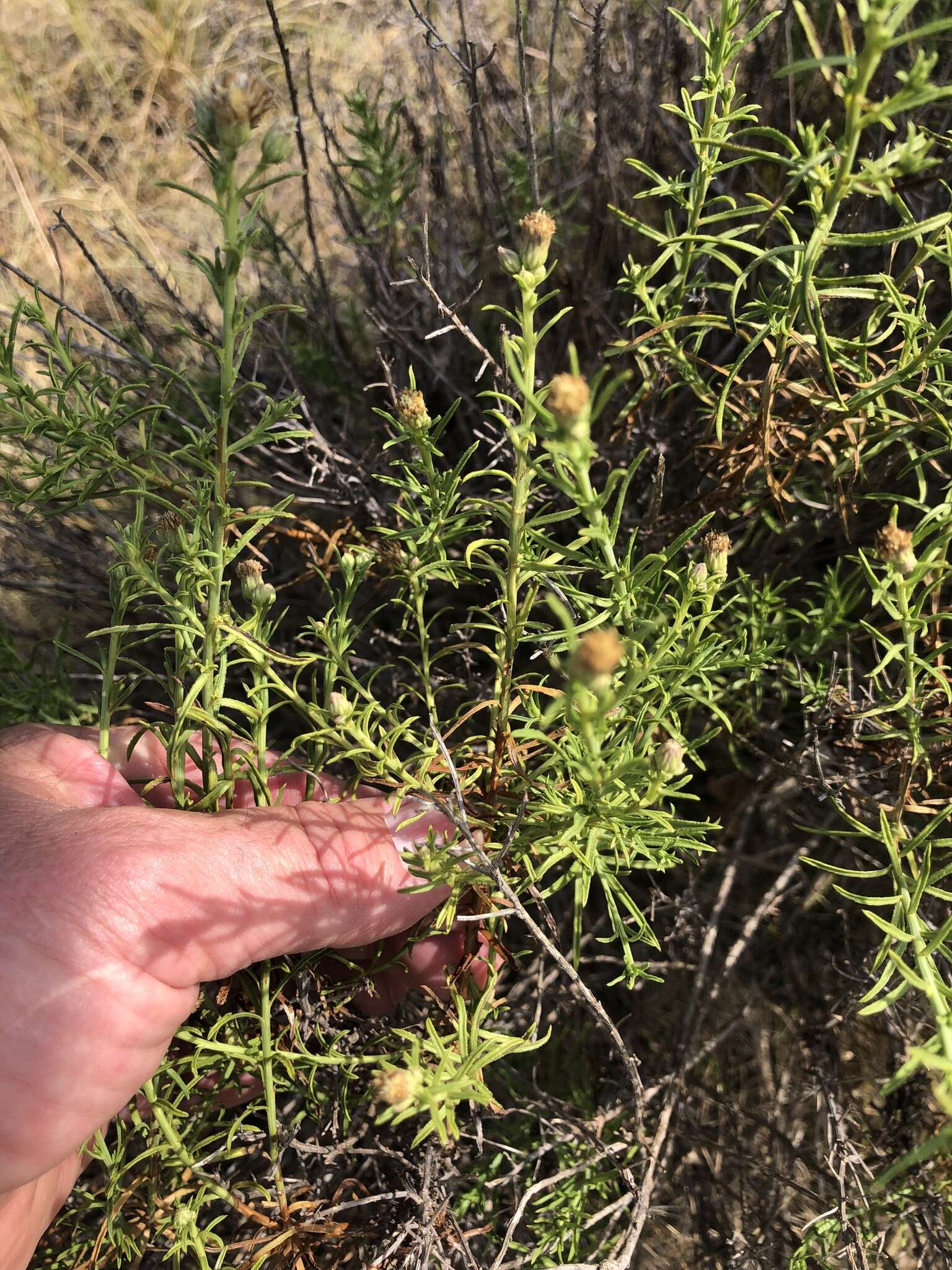 Image of prairie false willow