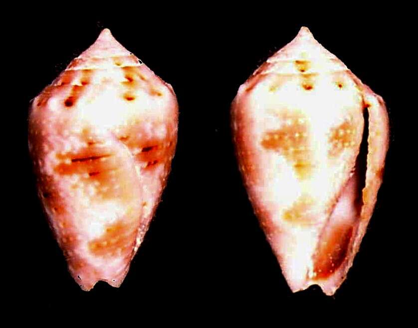 Image of coronated cone