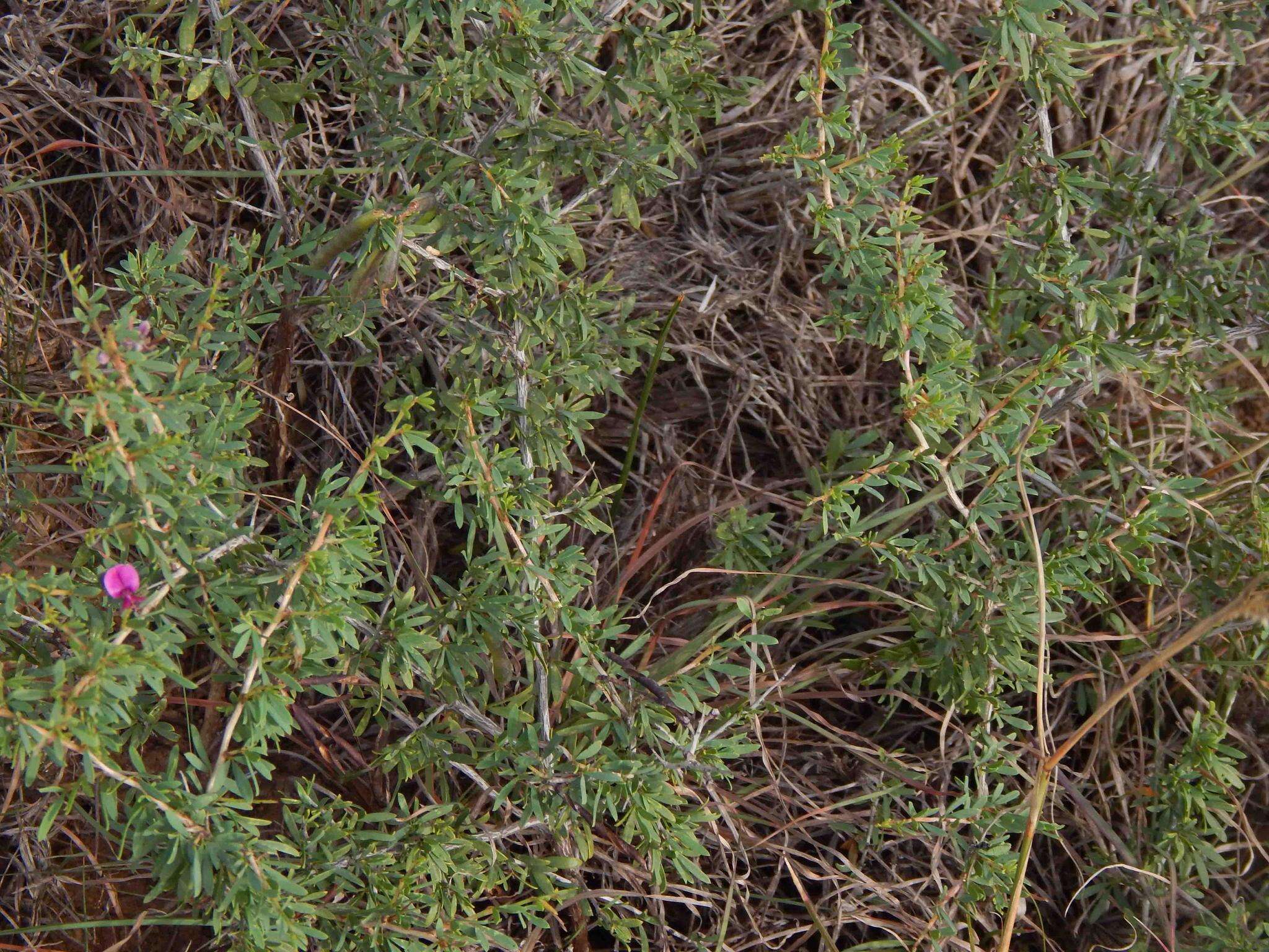 Image of Indigofera denudata Thunb.