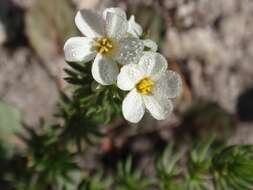 Image of Sierra linanthus