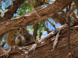 Image of Congo Rope Squirrel