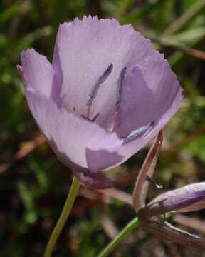 Слика од Calochortus