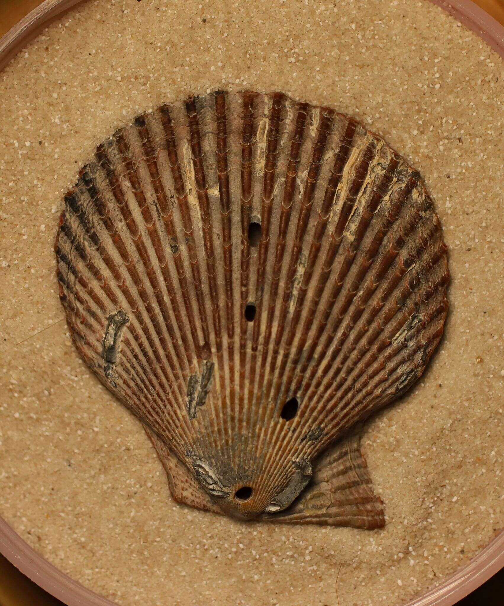 Image of variegated scallop