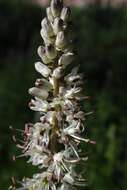 Image of white rushlily