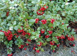 Image of lingonberry