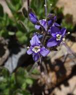 Image of Copeland's speedwell