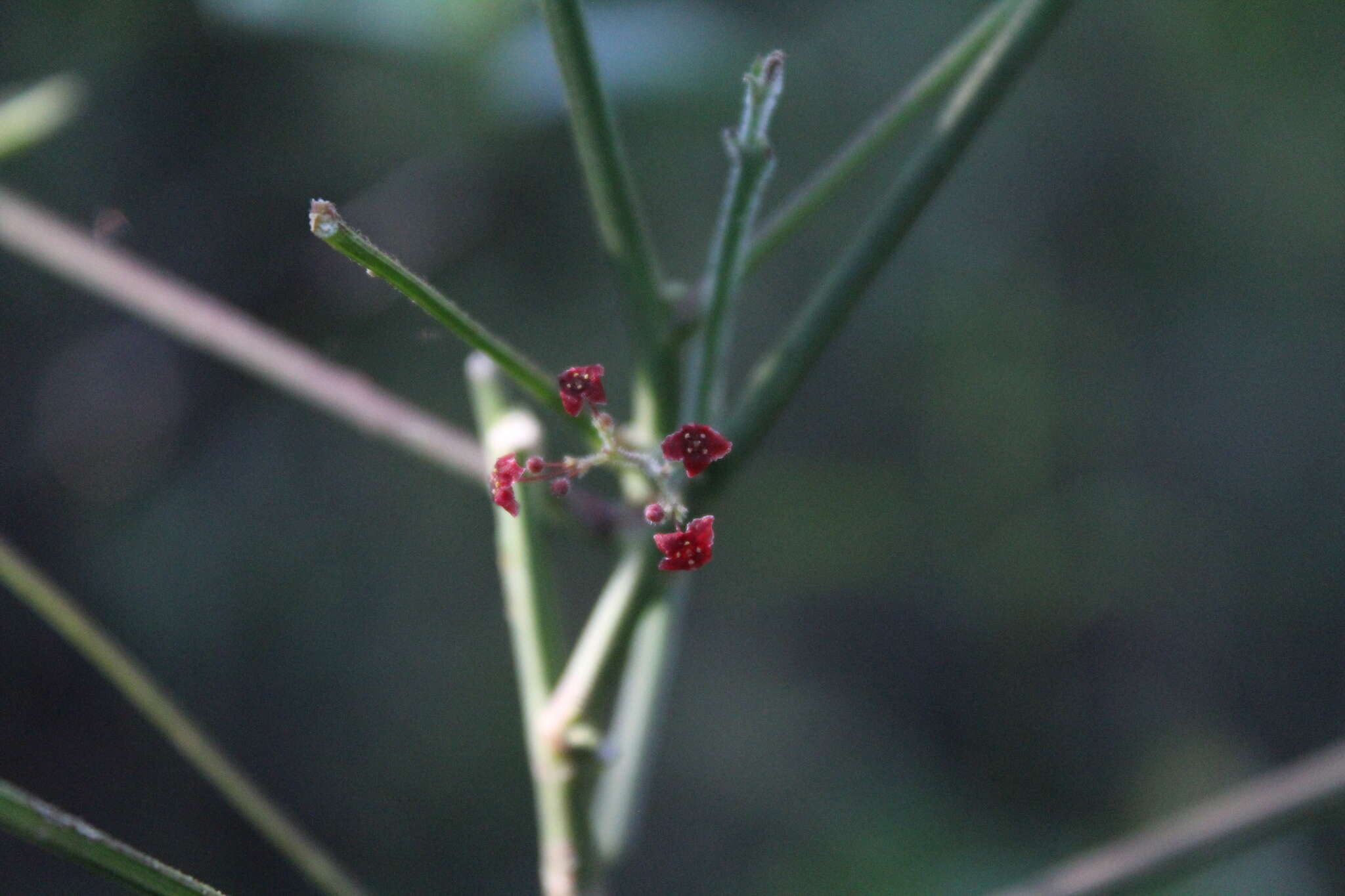 Image of Crossopetalum uragoga (Jacq.) O. Kuntze