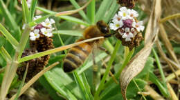 Phyla nodiflora (L.) Greene resmi