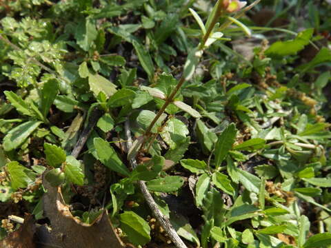 Image of american speedwell