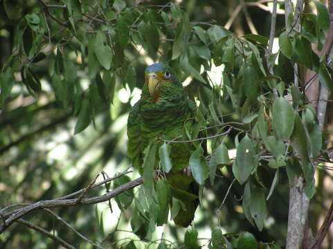 Image of Yellow-lored Amazon