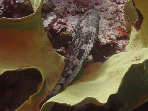 Image of Coral grouper