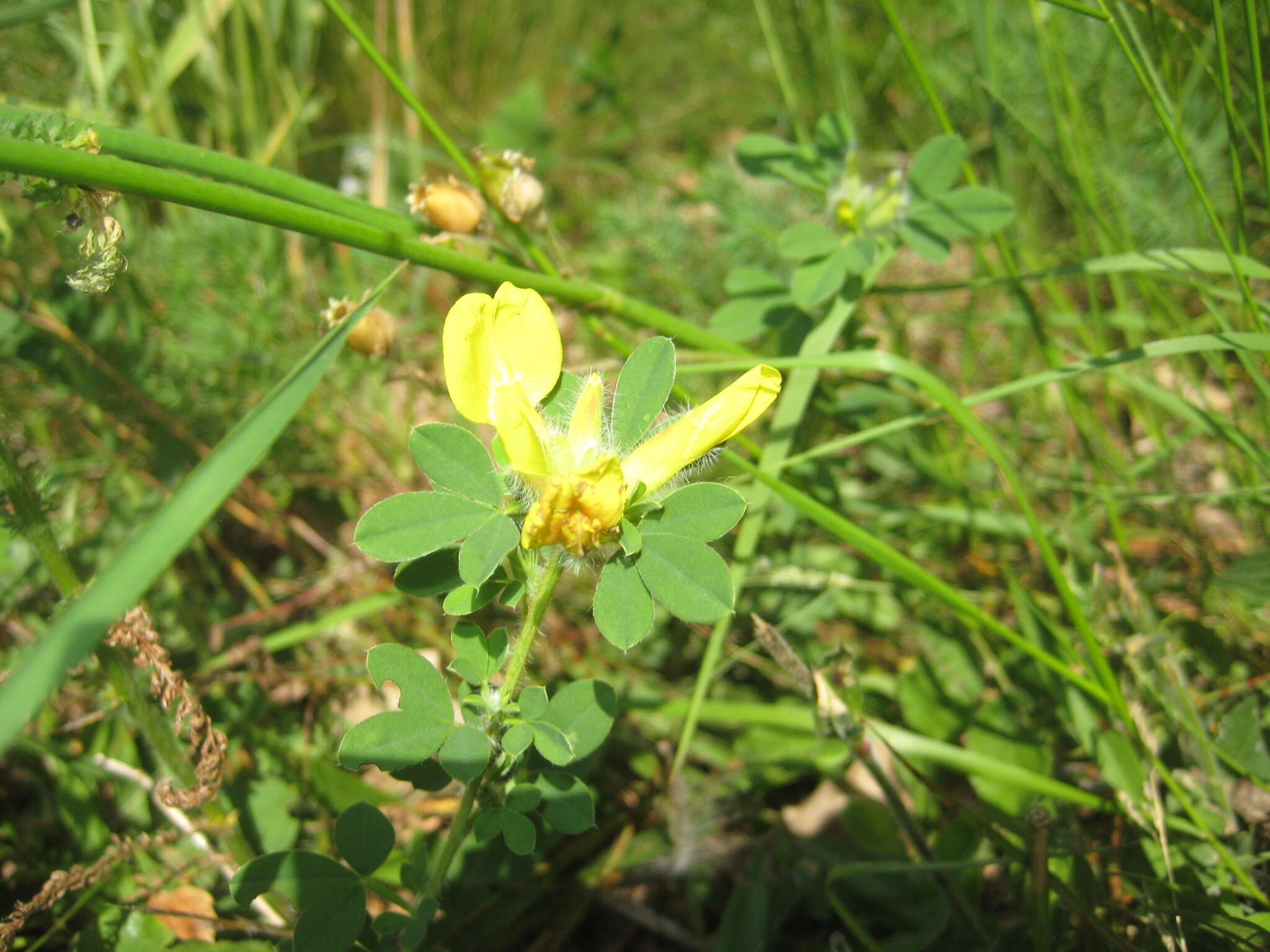 Image of big-flower broom