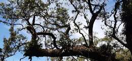 Image of Eucalyptus urophylla S. T. Blake