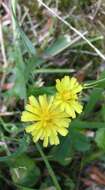 Image of smooth hawksbeard