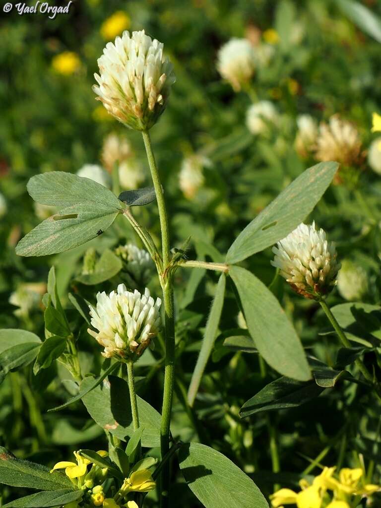 Image of Egyptian clover