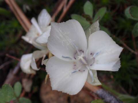 Слика од Calochortus